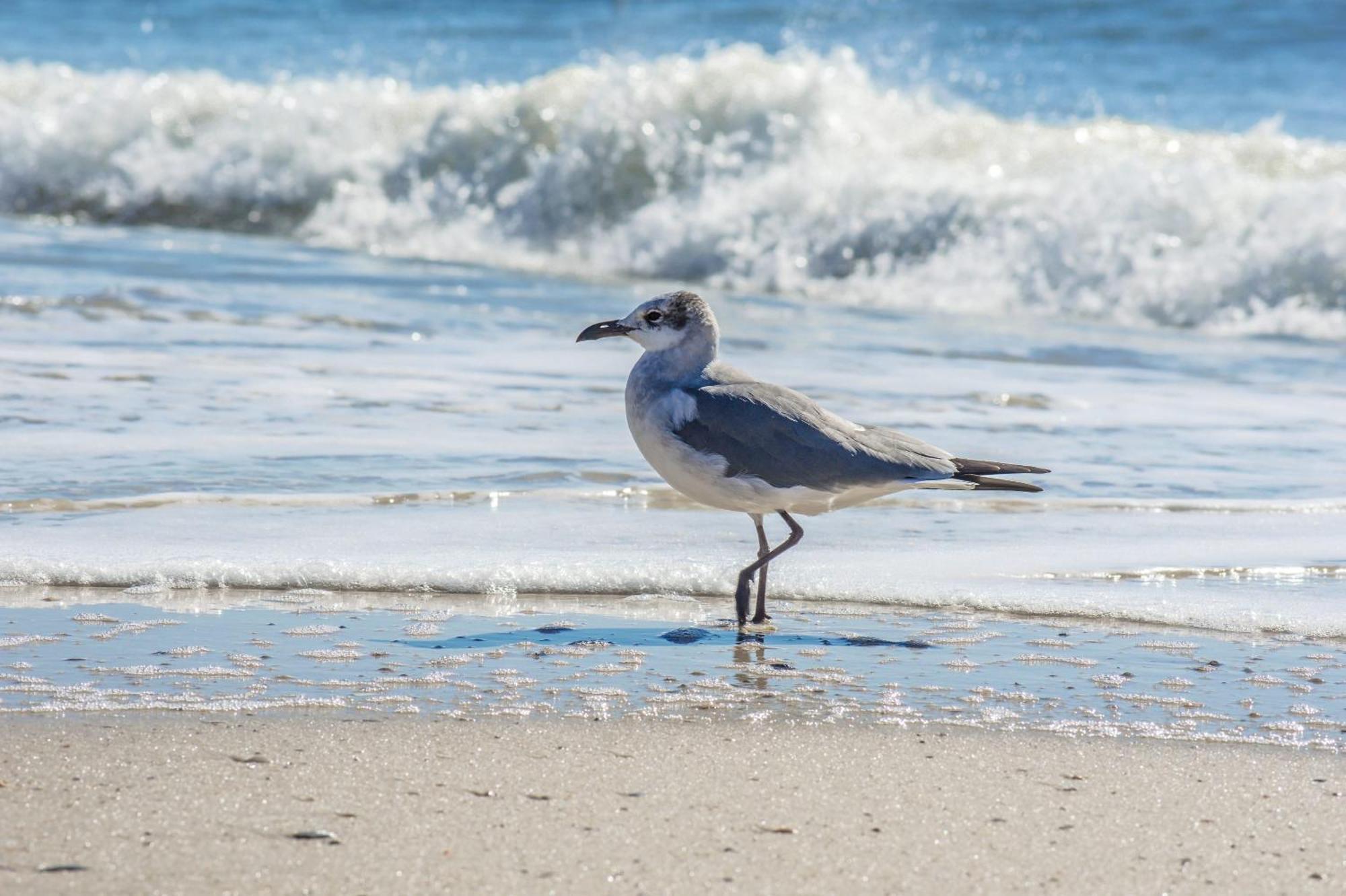 The Beach Is Only Steps Away Gulf Shores Exterior photo